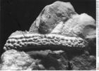 Historisches Foto von Cyclosphaeroma uhligi (Remeš, 1903) (NHMW-AFW-GEO-BACHMAYER-FOTO-1990-0041-0330)